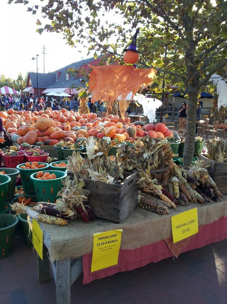 Fall fun at Johnson's Corner Farm