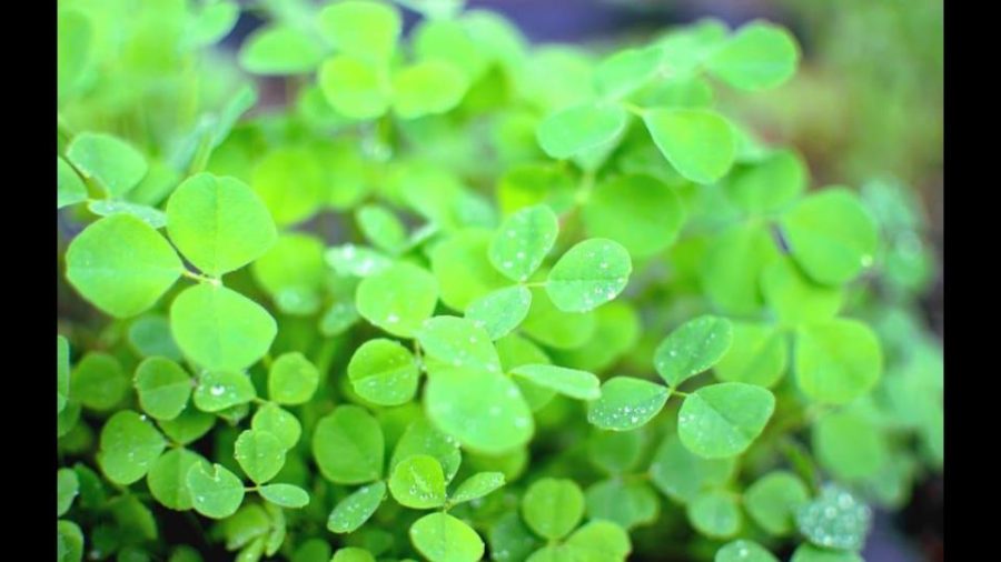 Saint Patricks Day: The History of The Celebrated Holiday