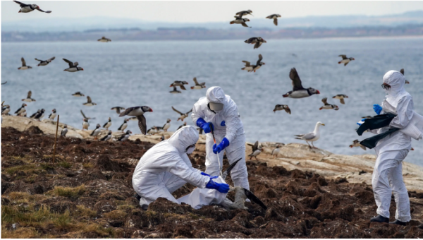 International Concerns Surge as Avian Influenza Resurfaces: Renewed Virus Sparks Serious Distress 