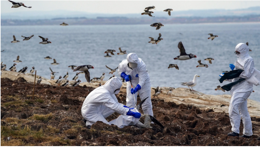 International Concerns Surge as Avian Influenza Resurfaces: Renewed Virus Sparks Serious Distress 