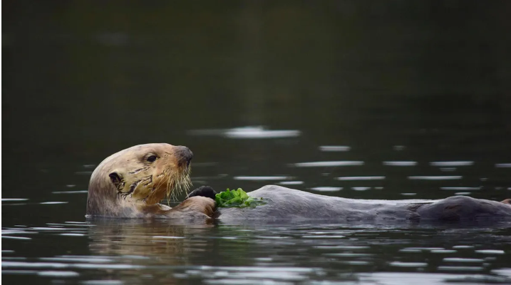 Sea Otters: The Key Factor to the Restoration of Elkhorn Slough Wetlands